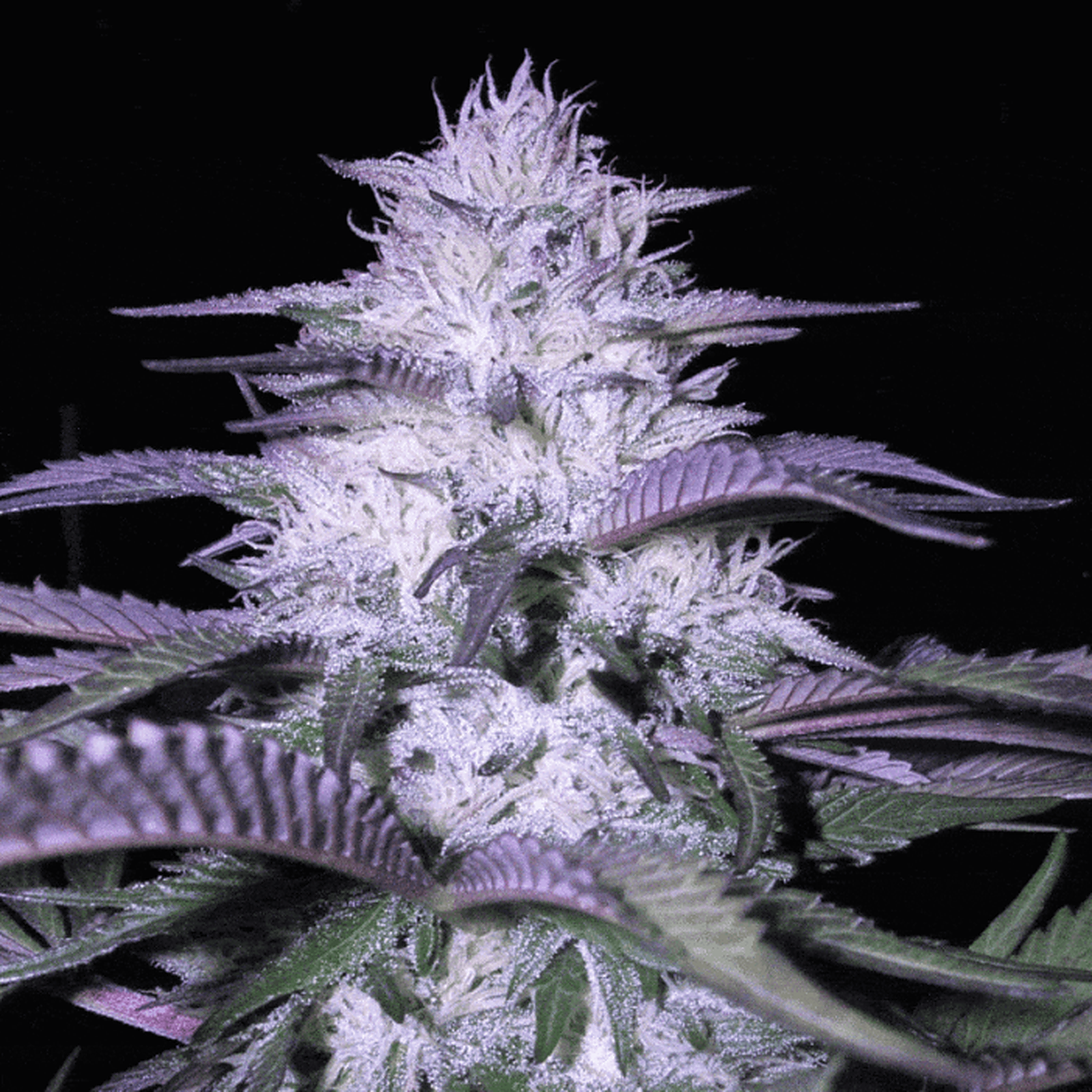 High Five Feminized Excessive Thc Seeds