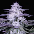 Product image for Godfather OG Fem Seeds