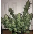 Product image for Wedding Cake Autoflower