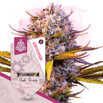 Photo of Pink Rozay Automatic by Zamnesia Seeds