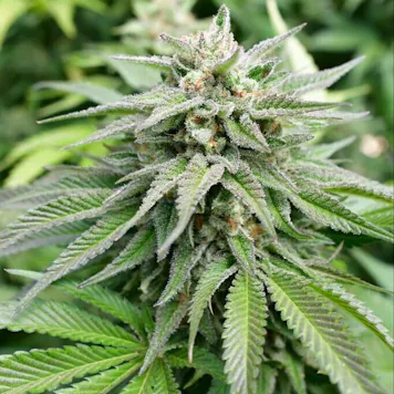 Photo of Sour Apple Autoflower Feminized Seeds 10-pack