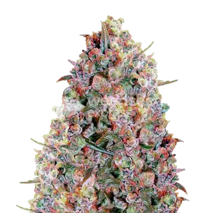 Photo of Cherry Pie Autoflower Seeds