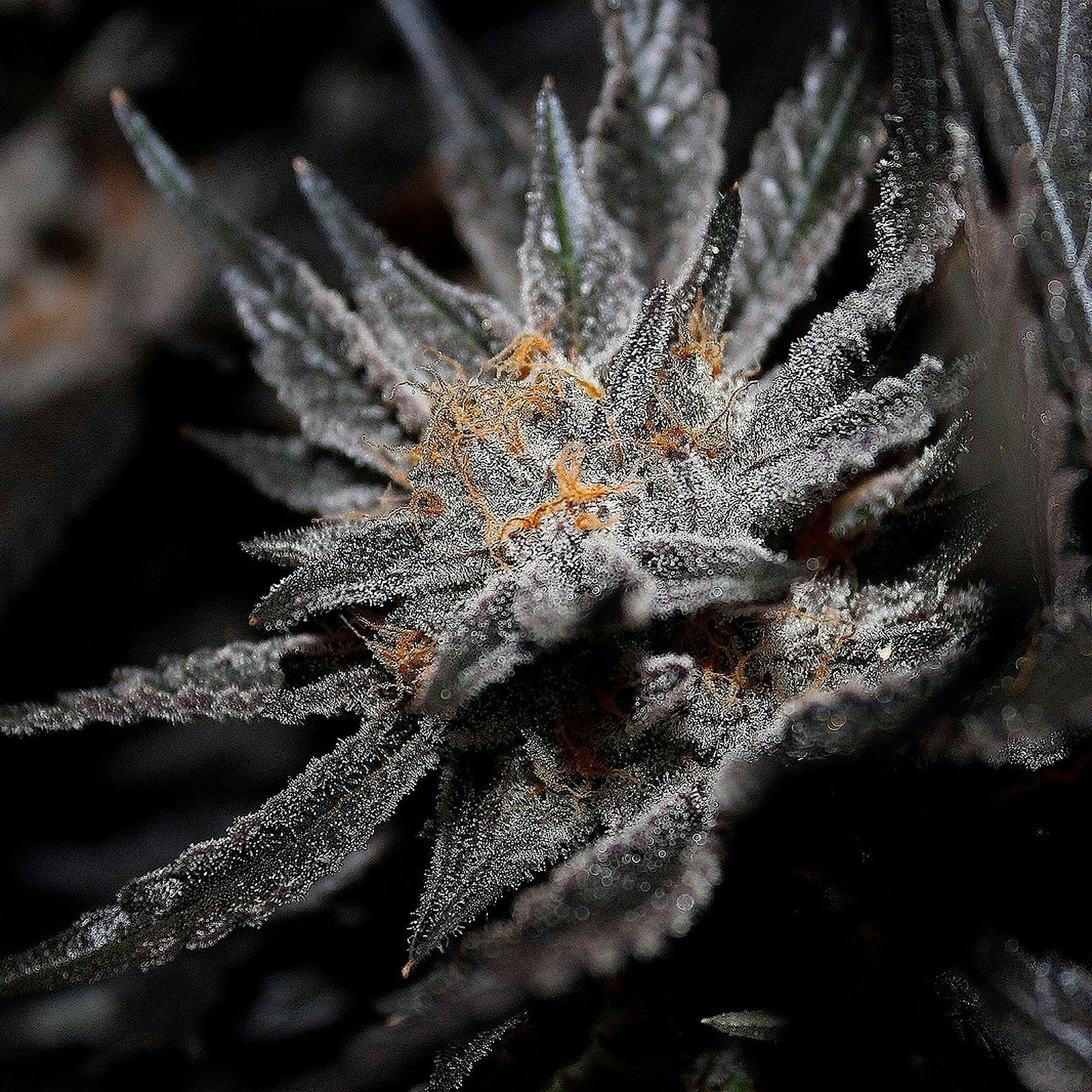 Midnight Fruit Company Strawberries and Cream Leafly