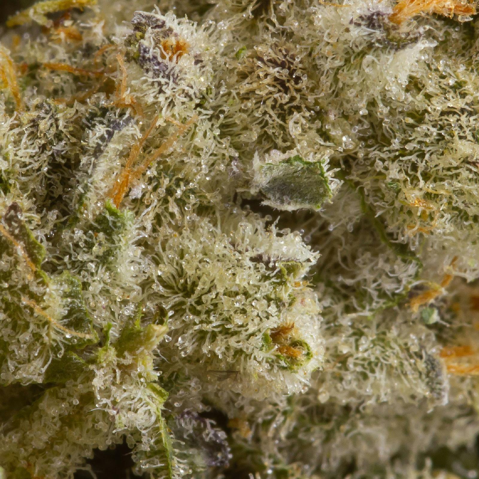 MSIKU ICC X Kush Mints 11, 3x0.5g PreRolls Leafly