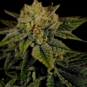 Photo of Durban Poison Autoflower