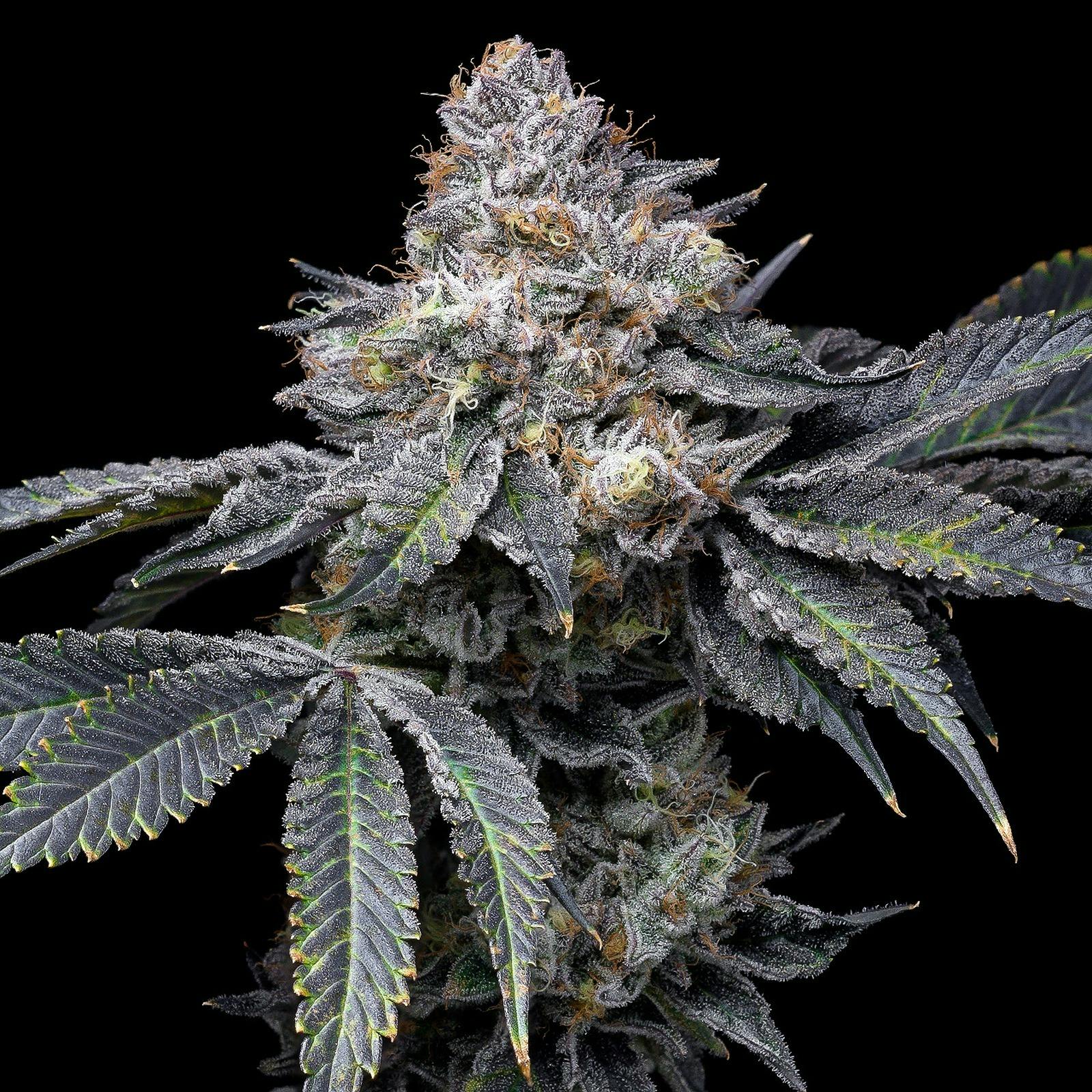 Premium Cultivars Permanent Marker Leafly