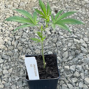 Photo of Orange Cookies Clone