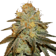 Product image for Bruce Banner Feminized