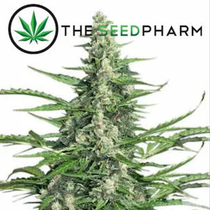 Photo of Ak47 Marijuana Seeds by TheSeedPharm.com