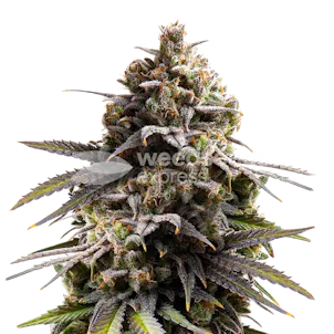Photo of Purple Punch Feminized Seeds