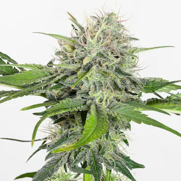 Photo of Colombian Jack