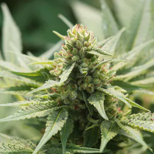 Photo of T1 Trump CBD Feminized Hemp Seeds