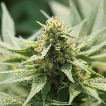 Photo of T1 Trump CBD Feminized Hemp Seeds