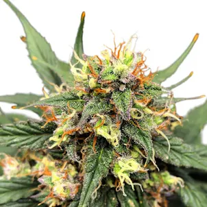 Photo of Matanuska Thunder XTRM Feminized