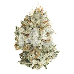 Photo of GG4 formerly Original Glue Feminized