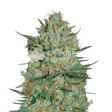 Product image for Snow White Feminized Seeds