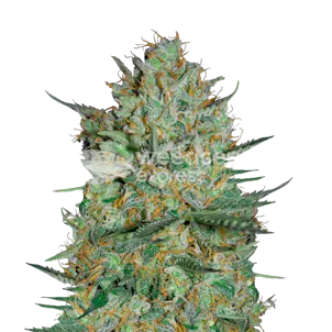 Photo of Snow White Feminized Seeds