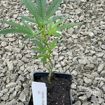 Photo of Carmel Cream Clone