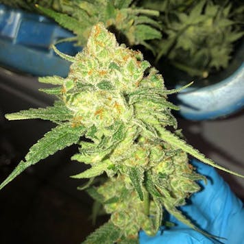 Photo of Jazz Flower