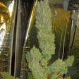 Product image for Super Silver Haze Fem Seeds