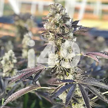 Photo of Auto Indoor Bundle