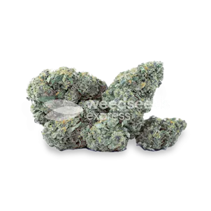 Photo of Purple Haze Autoflower Seeds