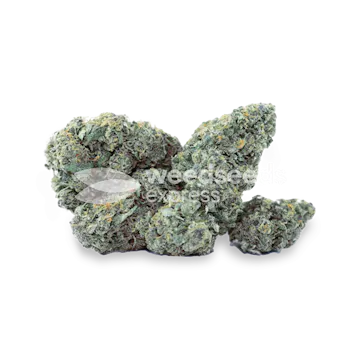 Photo of Purple Haze Autoflower Seeds