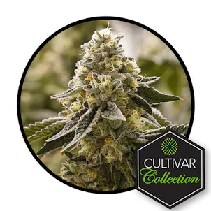 Photo of Cultivar Collection Flower 3.5G - BNG