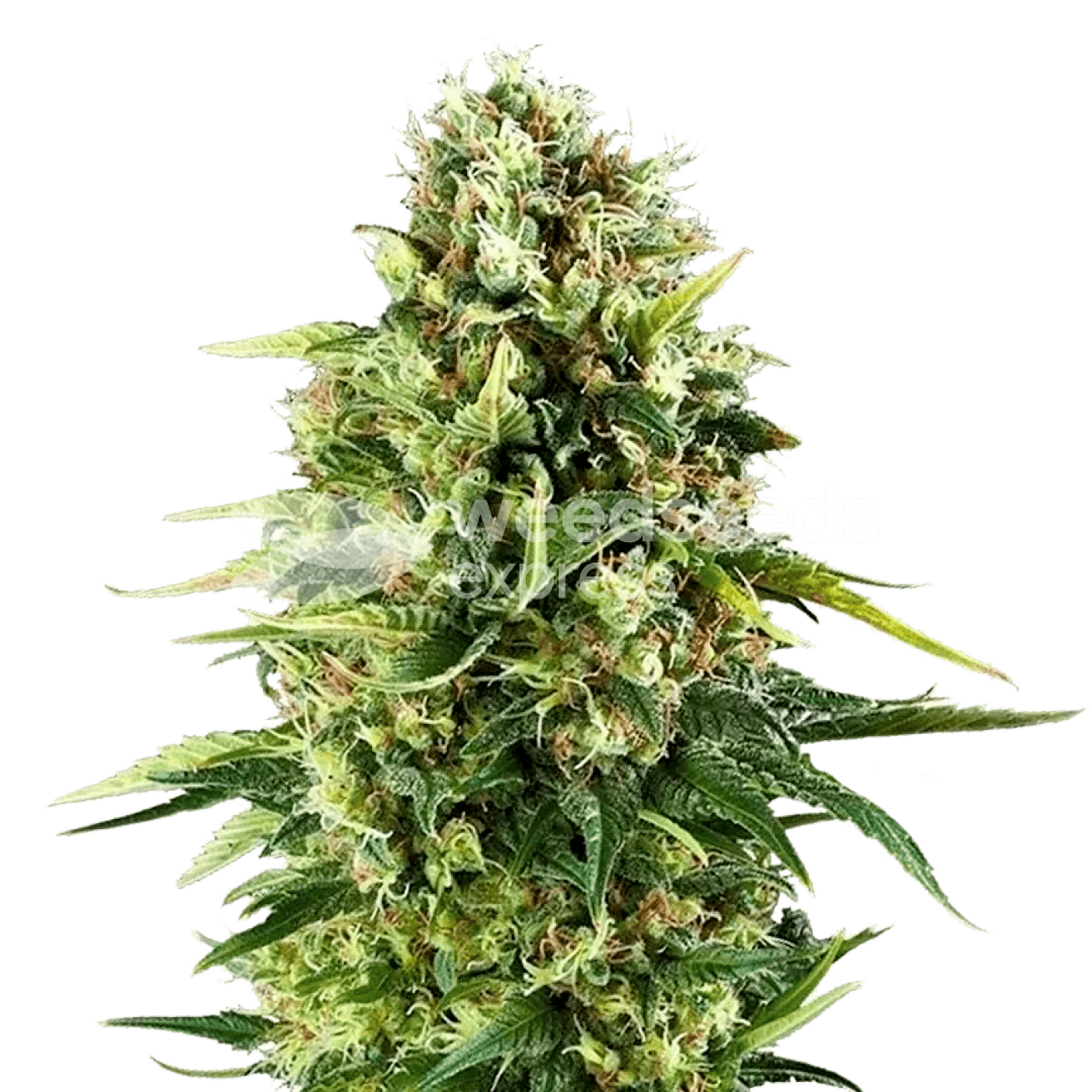 Weedseedsexpress Amnesia Haze x Blueberry autoflower seeds Leafly