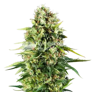 Photo of Amnesia Haze x Blueberry Autoflower Seeds