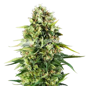 Photo of Amnesia Haze x Blueberry Autoflower Seeds