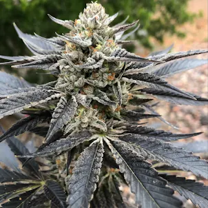 Photo of AUTO CHEM COOKIES SEEDS