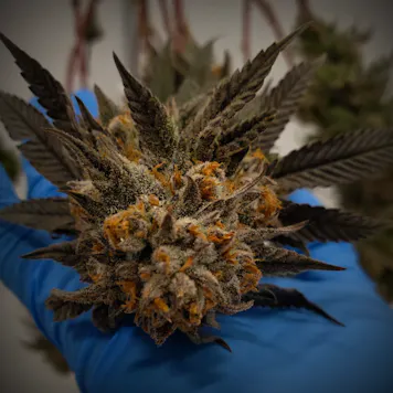 Photo of RGB Black - Sero'Q Pre-Rolls