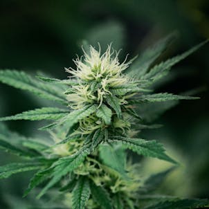 Photo of BC Organic Creek Congo