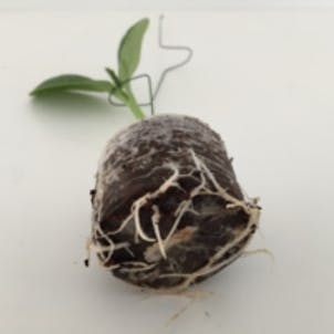 Photo of RIOCOCO PCM PROPAGATION PLUGS