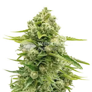 Photo of Northern Lights Feminized Seeds