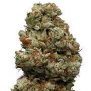 Photo of AUTO NORTHERN LIGHTS SEEDS