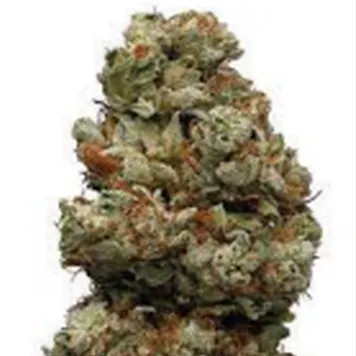 Photo of AUTO NORTHERN LIGHTS SEEDS