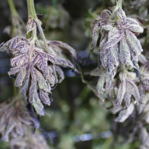 Photo of Galactic Glue #2