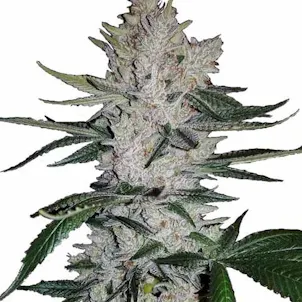 Photo of GG4 Feminized