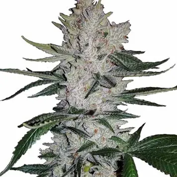 Photo of GG4 Feminized