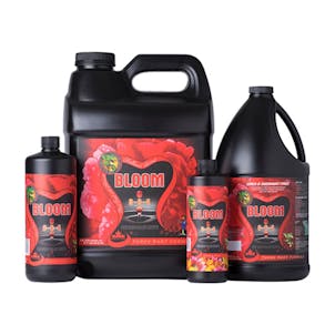 Photo of Holland Secret - Bloom