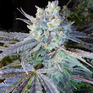 Photo of GRANDDADDY PURPS – 10 PACK