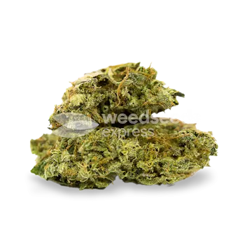 Photo of C. Banana Feminized Seeds