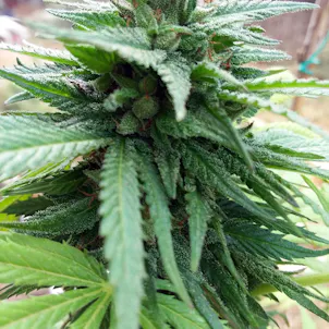 Photo of Golden Honey Nuggets