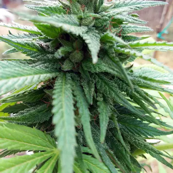 Photo of Golden Honey Nuggets