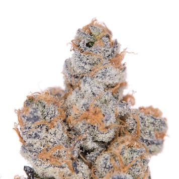 Photo of Tropic Heat