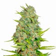 Product image for Auto AK-47 Seeds