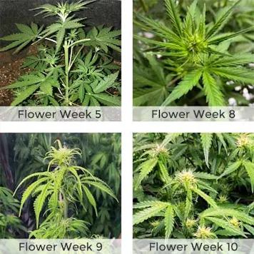 Photo of Bruce Banner Autoflower