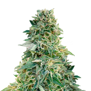 Photo of Jack Herer Feminized Seeds